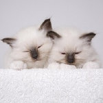 kriska%20birmans003010.jpg