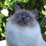 kriska%20birmans003011.jpg