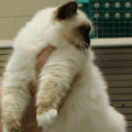 kriska%20birmans006003.jpg