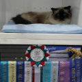 kriska%20birmans006006.jpg