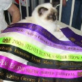 kriska%20birmans006007.jpg