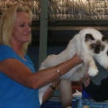 kriska%20birmans006008.jpg