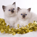 kriska%20birmans007001.jpg