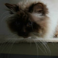 kriska%20birmans008001.jpg