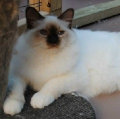 kriska%20birmans008002.jpg