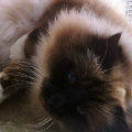 kriska%20birmans008003.jpg