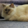 kriska%20birmans008004.jpg