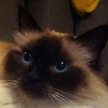 kriska%20birmans008005.jpg