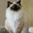 kriska%20birmans008006.jpg