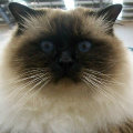 kriska%20birmans008007.jpg