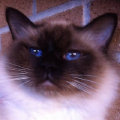 kriska%20birmans008008.jpg