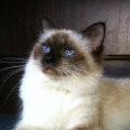 kriska%20birmans008009.jpg