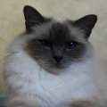kriska%20birmans008010.jpg