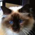 kriska%20birmans008011.jpg