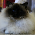 kriska%20birmans008013.jpg