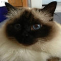 kriska%20birmans008014.jpg