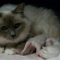 kriska%20birmans009001.jpg