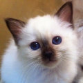 kriska%20birmans009004.jpg