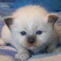 kriska%20birmans009005.jpg