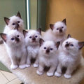 kriska%20birmans009006.jpg