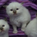 kriska%20birmans009007.jpg