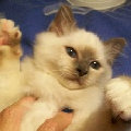kriska%20birmans009009.jpg