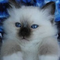 kriska%20birmans009010.jpg